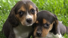 Animals Puppies beagle