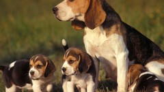 Animals Puppies beagle