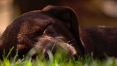 Animals Puppies dog grass outdoors Mammals