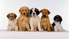 Animals Puppies Dogs