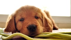 Animals Puppies Dogs