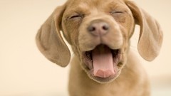 Animals Puppies Dogs