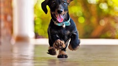 Animals Puppies Dogs