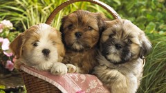 Animals Puppies Dogs