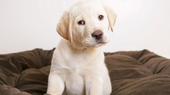 Animals Puppies Dogs