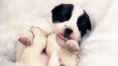 Animals Puppies Dogs