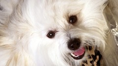 Animals Puppies Dogs