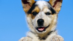 Animals Puppies Dogs