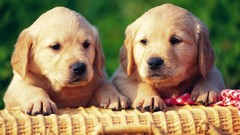 Animals Puppies Dogs