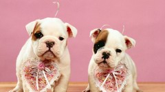 Animals Puppies Dogs