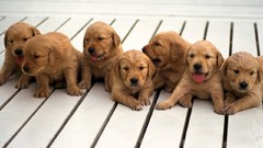 Animals Puppies Dogs