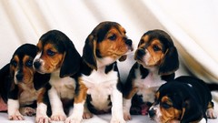 Animals Puppies Dogs