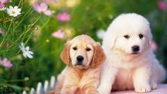 Animals Puppies Dogs
