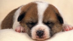 Animals Puppies Dogs