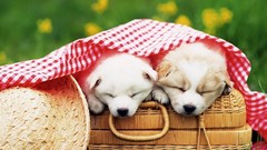 Animals Puppies Dogs