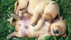 Animals Puppies Dogs