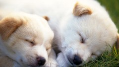 Animals Puppies Dogs