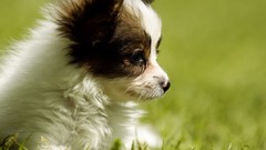 Animals Puppies Dogs