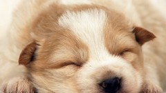 Animals Puppies Dogs