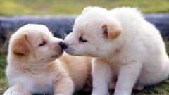 Animals Puppies Dogs