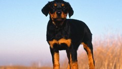 Animals Puppies Dogs