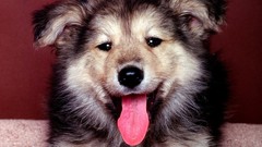 Animals Puppies Dogs