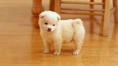 Animals Puppies Dogs