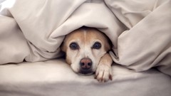 Animals Puppies Dogs