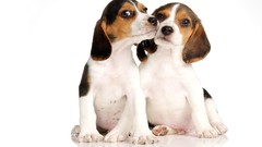 Animals Puppies Dogs