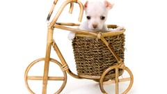 Animals Puppies Dogs