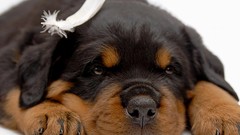 Animals Puppies Dogs