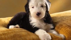 Animals Puppies Dogs