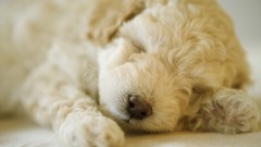 Animals Puppies Dogs