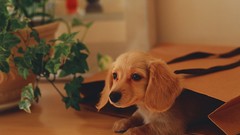 Animals Puppies Dogs