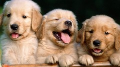 Animals Puppies Dogs
