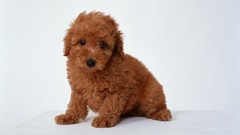 Animals Puppies Dogs