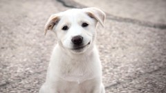 Animals Puppies Dogs