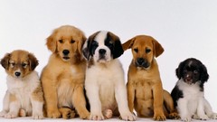 Animals Puppies Dogs