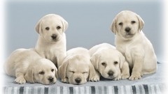 Animals Puppies Dogs