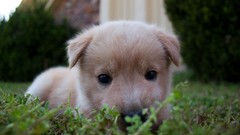 Animals Puppies Dogs