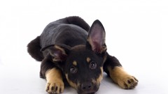 Animals Puppies Dogs