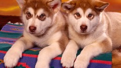 Animals Puppies Dogs