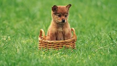 Animals Puppies Dogs