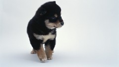 Animals Puppies Dogs