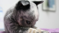 Animals Puppies Dogs