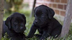 Animals Puppies Dogs