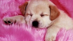 Animals Puppies Dogs