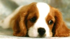 Animals Puppies Dogs