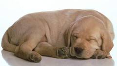 Animals Puppies Dogs