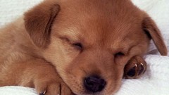 Animals Puppies Dogs